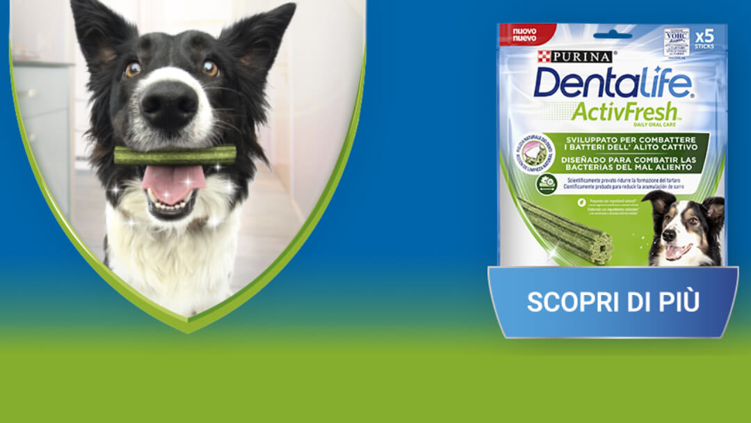 Purina presenta la nuova linea Dentalife Activfresh®, gli snack in grado di combattere all’origine i batteri dell’alito catti