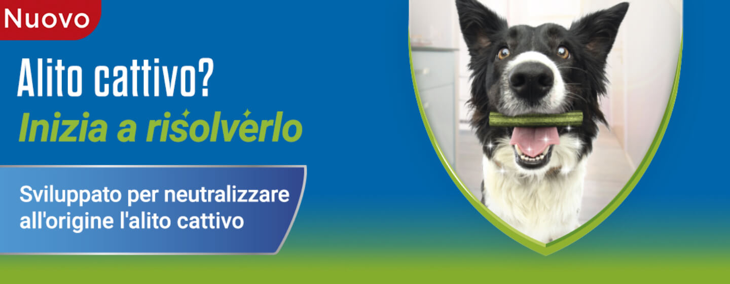 Purina presenta la nuova linea Dentalife Activfresh®, gli snack in grado di combattere all’origine i batteri dell’alito catti