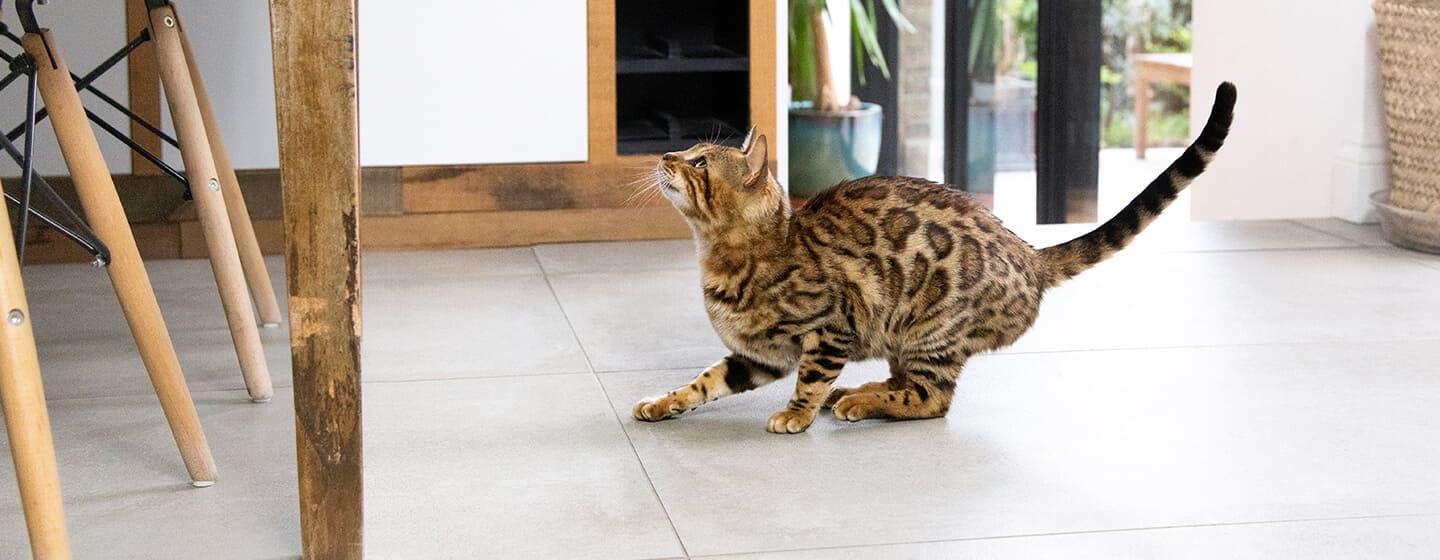 Gatto si prepara a saltare in cucina