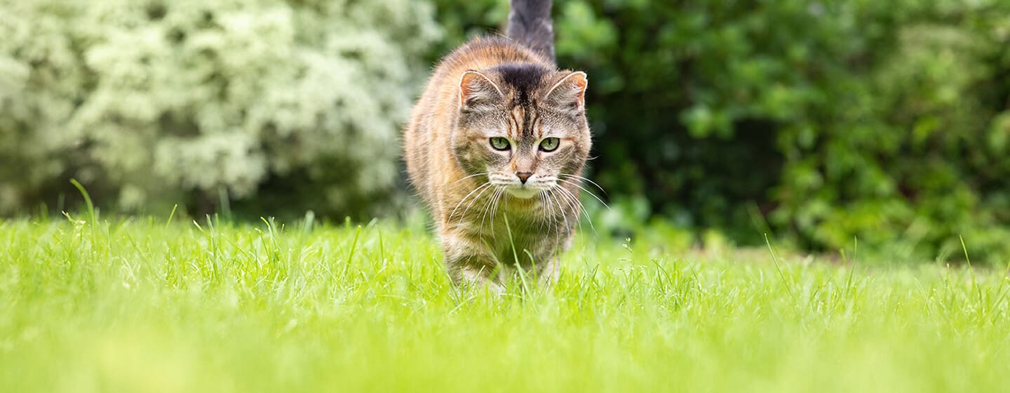 Gatto che cammina attraverso l'erba