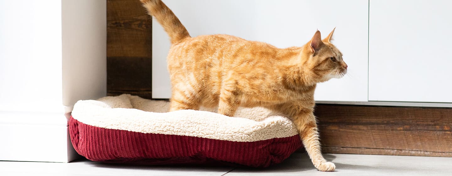 Ginger Cat Sbspendo il letto di gatto