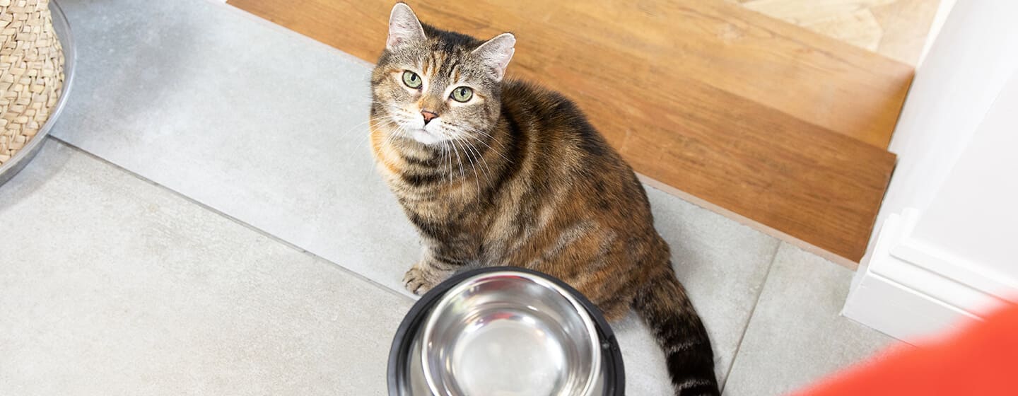 Gatto che guarda sulla ciotola