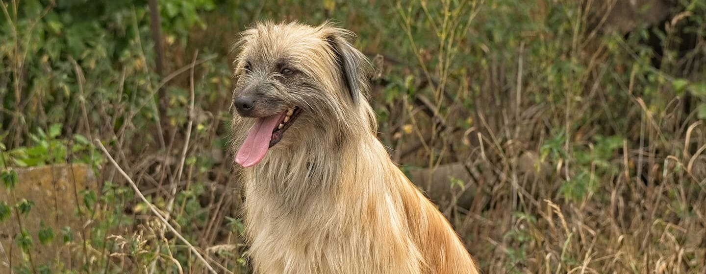 Cane seduto sul ciglio della strada