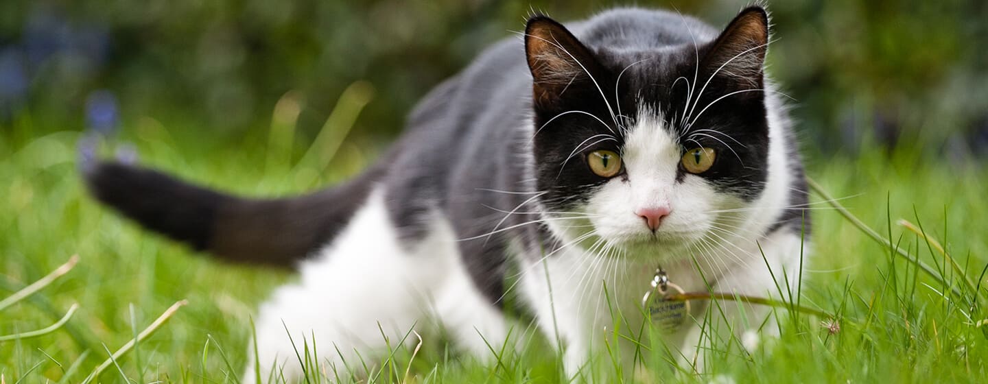 Caccia di gatto in erba