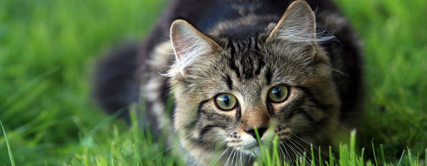gatto accovacciato nell'erba