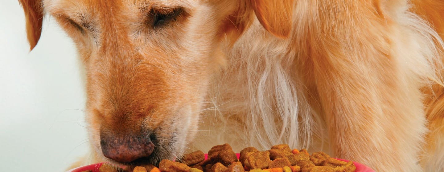 Alimentazione per cani anziani