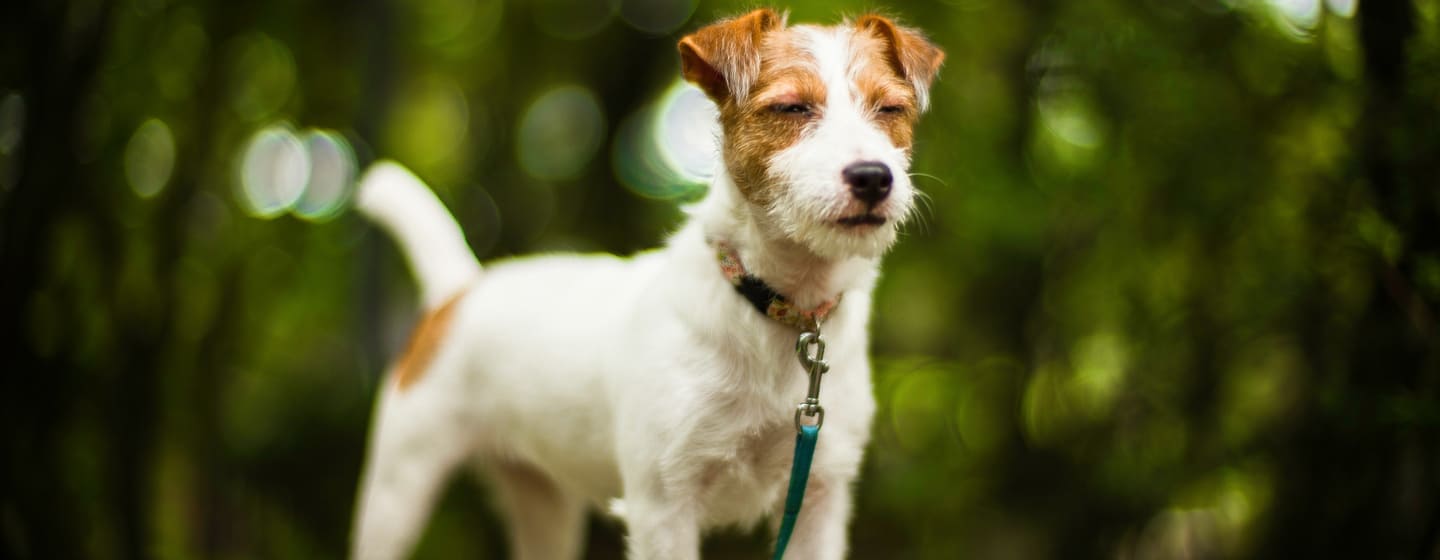 dallinghilterra con furore il jack russell terrier