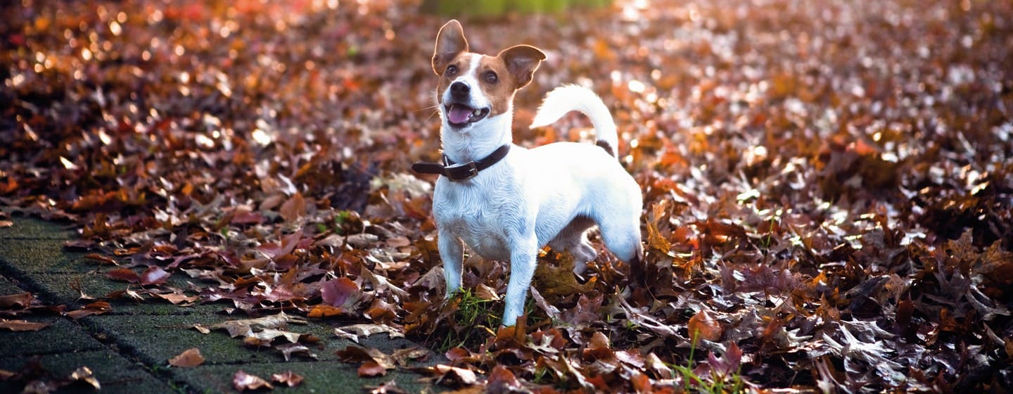 guida come addestrare cane