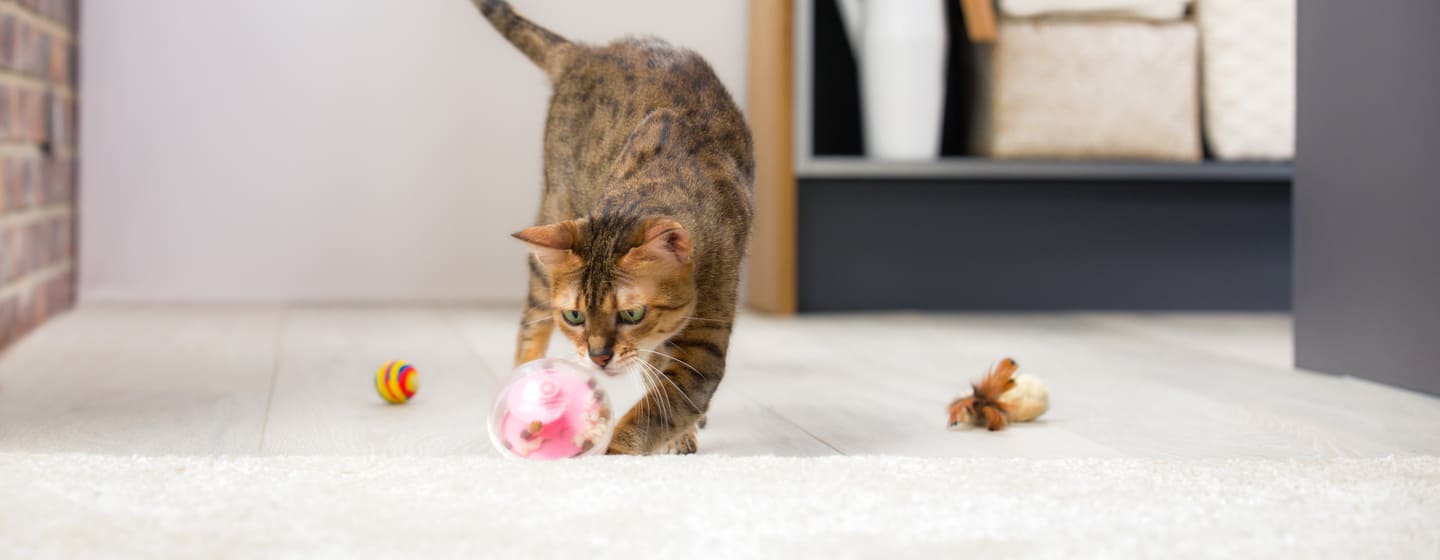 I gatti in casa sono meno felici di quelli all'aperto?