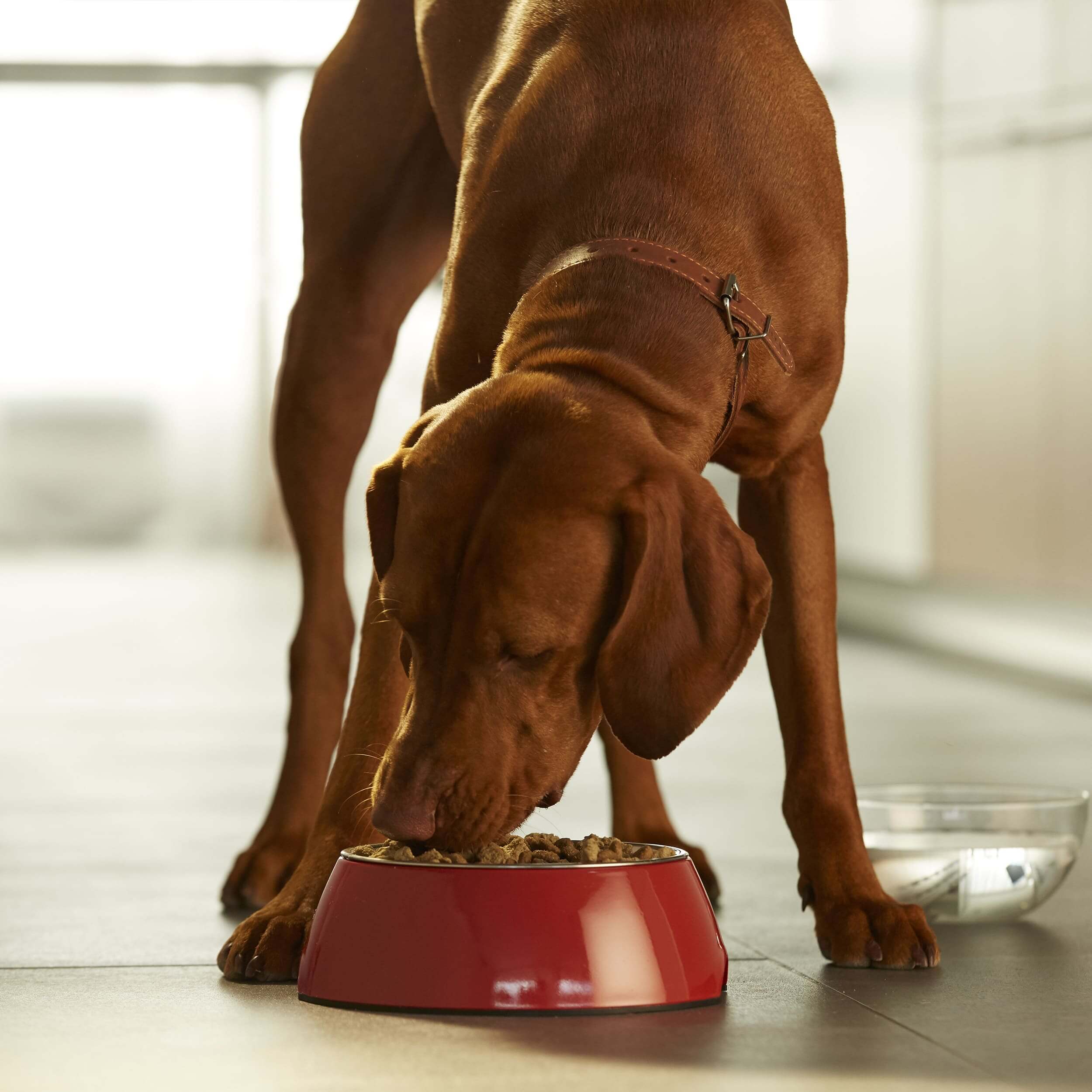 Ridgeback rhodesiano che mangia cibo per cani in cucina.