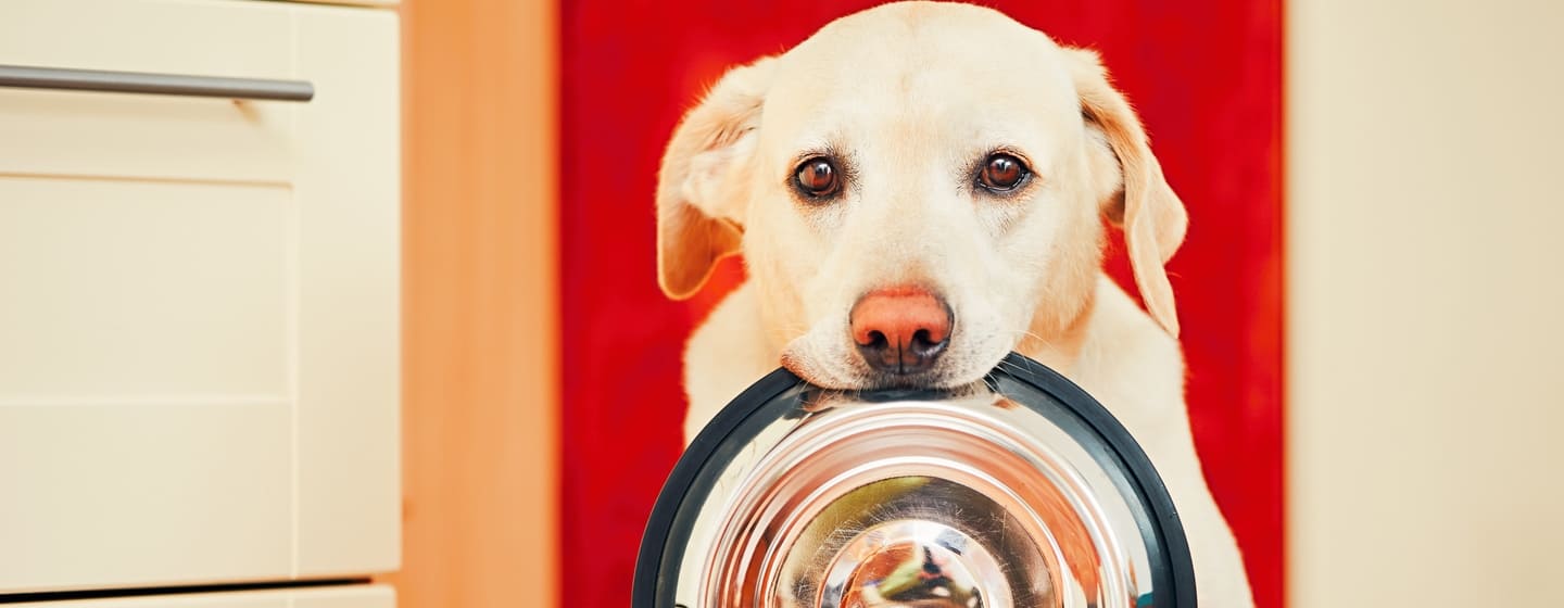 quanto deve mangiare un cane star bene