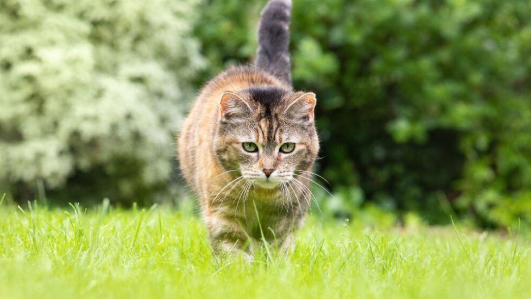 Gatto che si aggira nell'erba