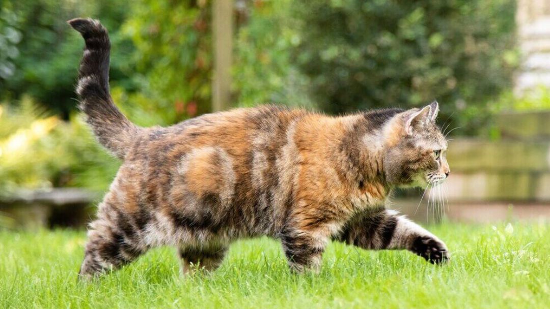 Gatto marrone scuro e irregolare che cammina attraverso l'erba.