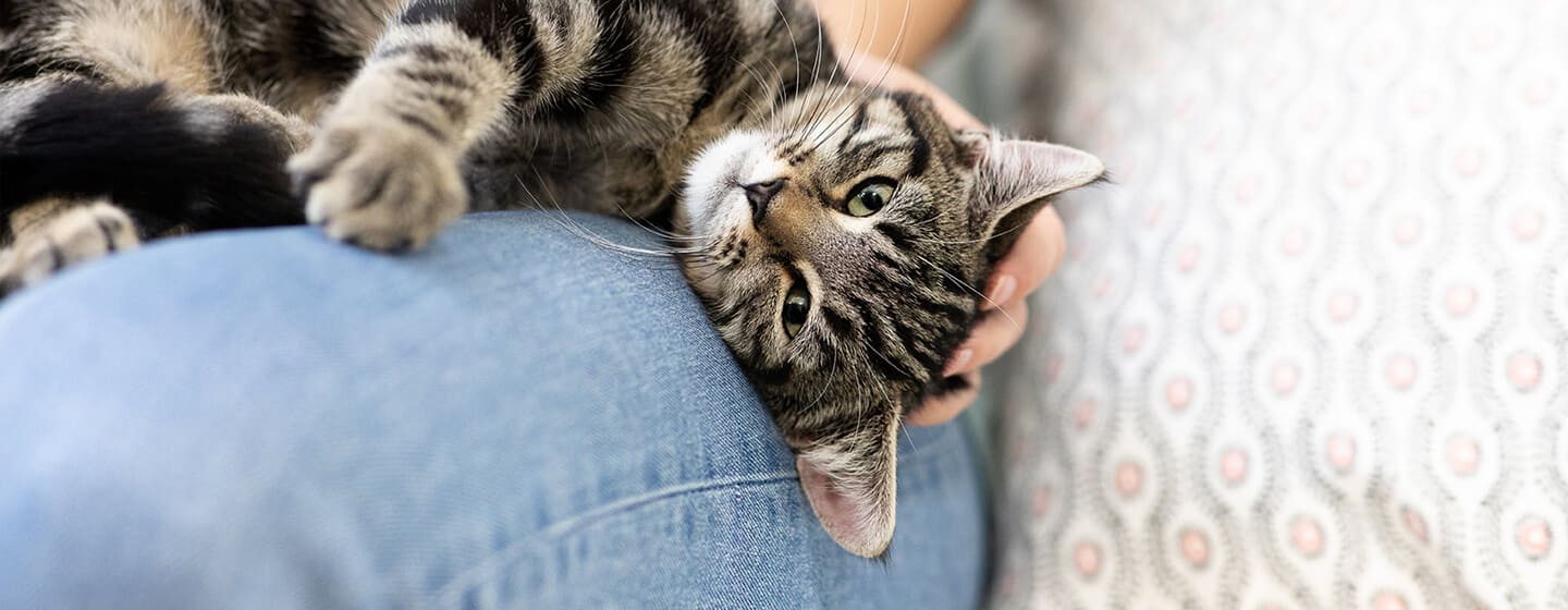 gatto sdraiato sulle ginocchia del proprietario