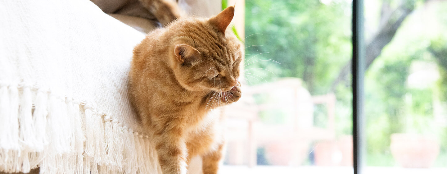 toelettatura del gatto stesso