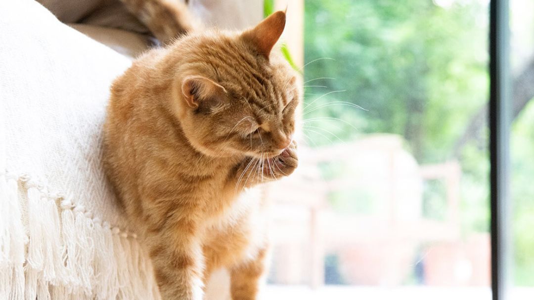 toelettatura del gatto stesso