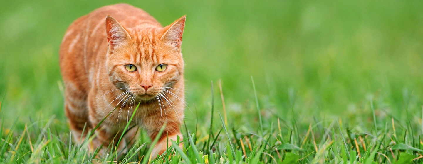 gatto allo zenzero nella caccia all'erba
