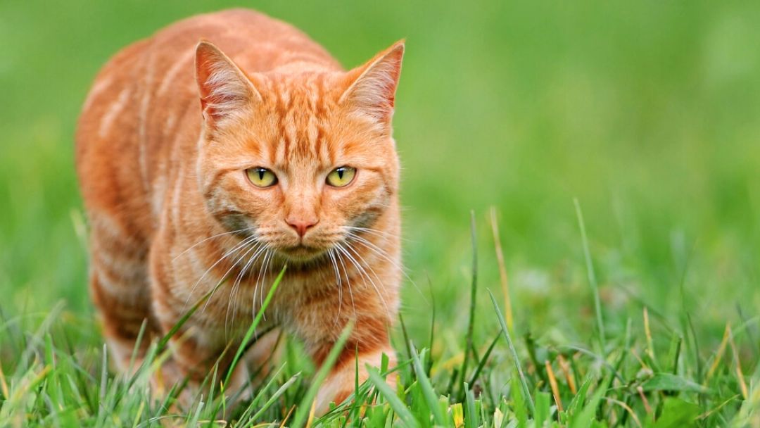 gatto allo zenzero nella caccia all'erba