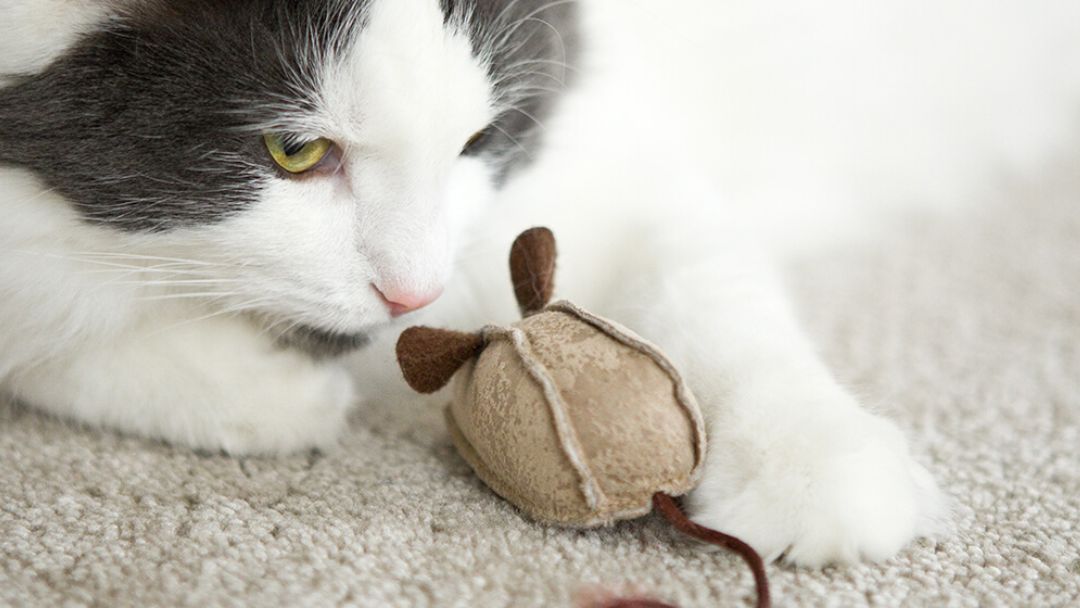 Gatto che gioca con il giocattolo del topo