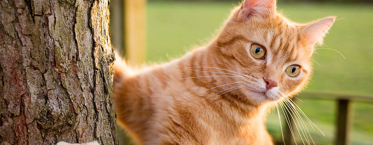 Gatto rosso che si arrampica su un albero