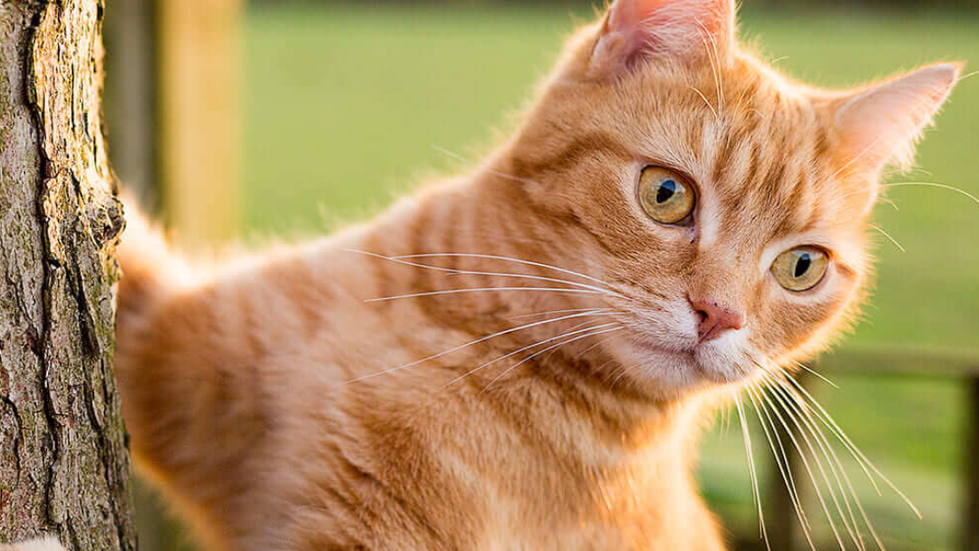 Gatto rosso che si arrampica su un albero