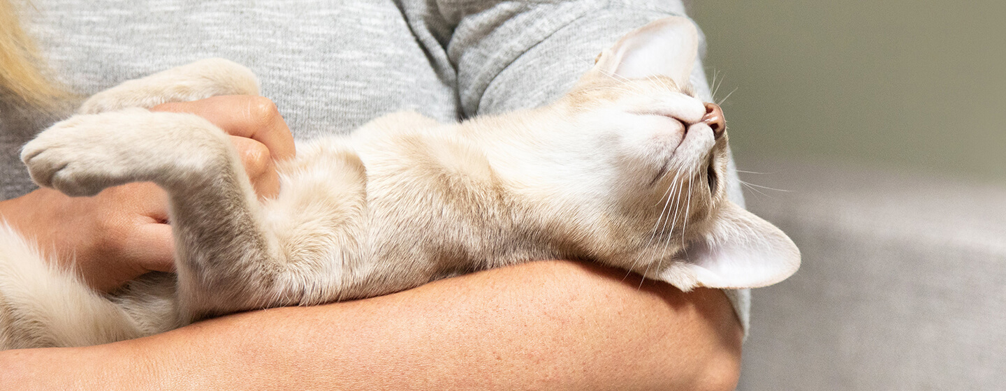 Gatto che giace tra le braccia della donna