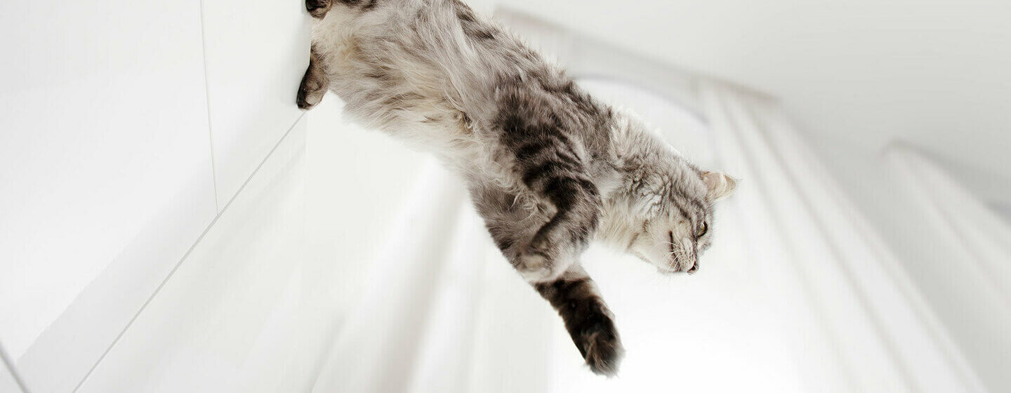Gatto grigio che salta giù da un armadietto.