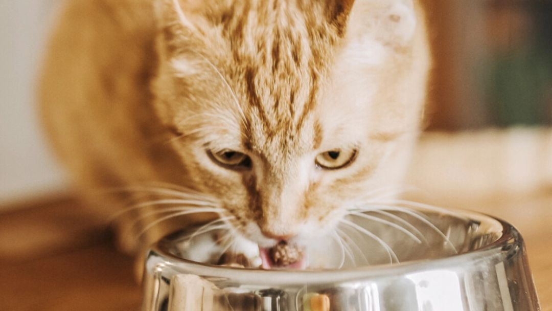 Gatto allo zenzero che mangia dalla ciotola