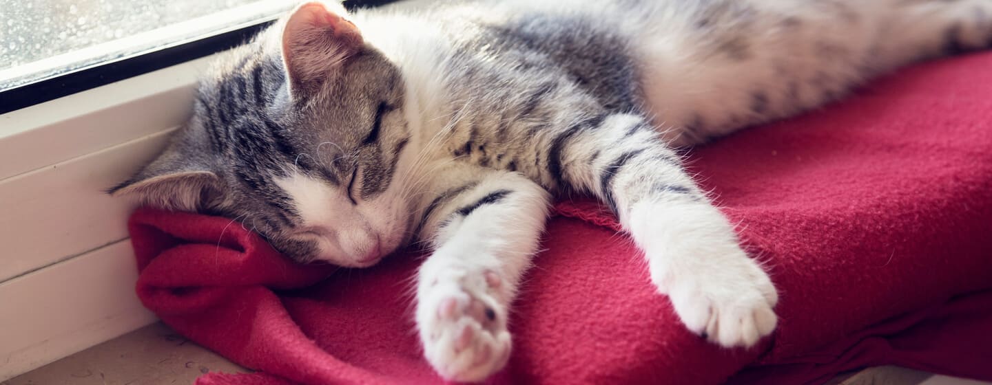 Gattino addormentato su una coperta rossa