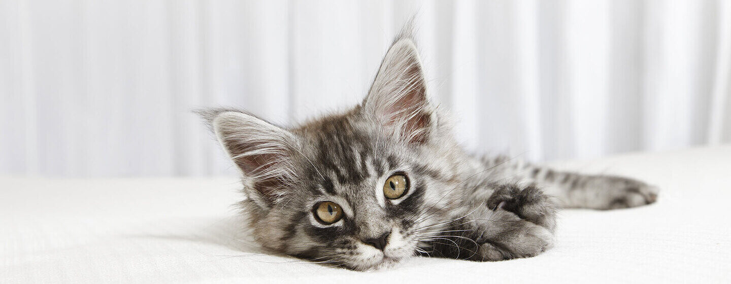 piccolo gattino sdraiato su un letto bianco