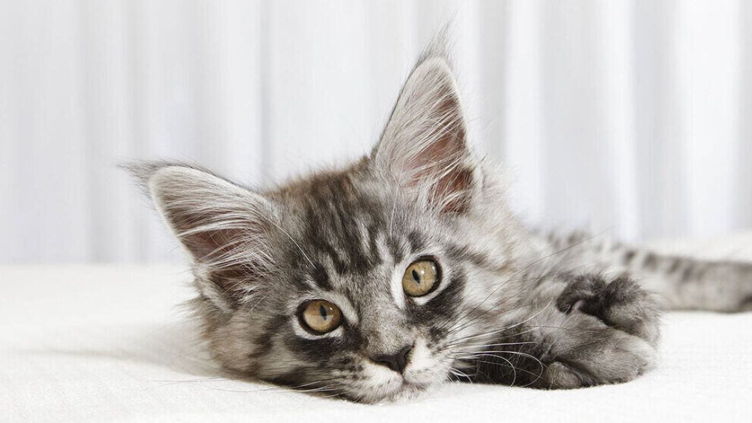 piccolo gattino sdraiato su un letto bianco