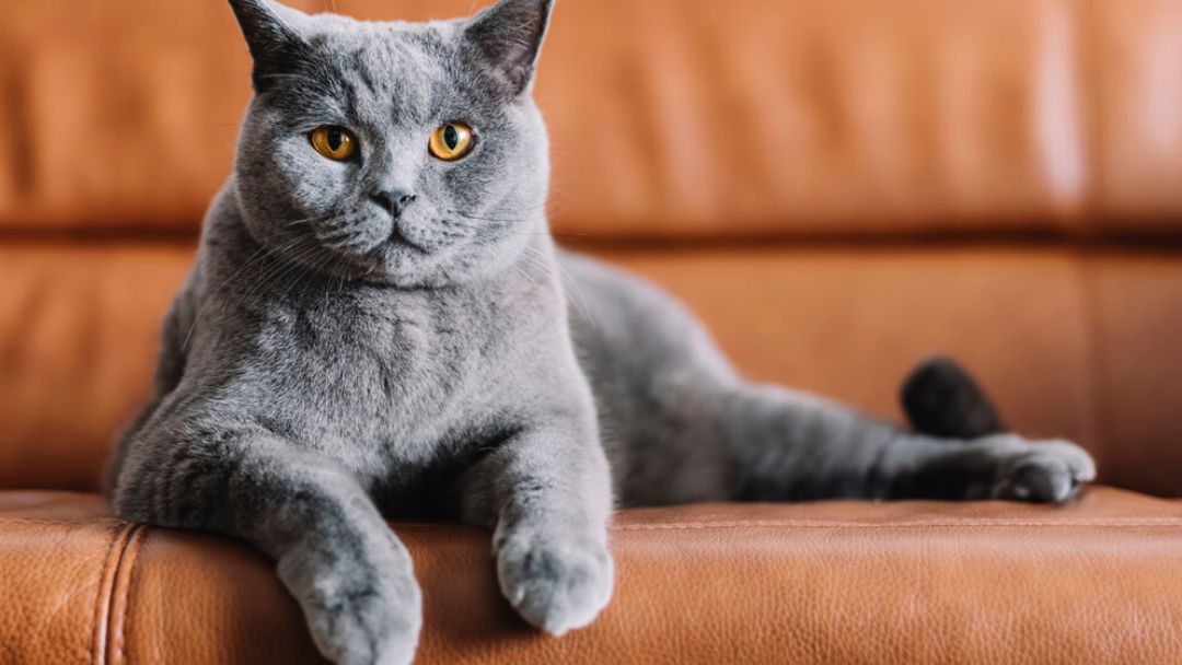 Gatto grigio seduto su un divano di pelle.