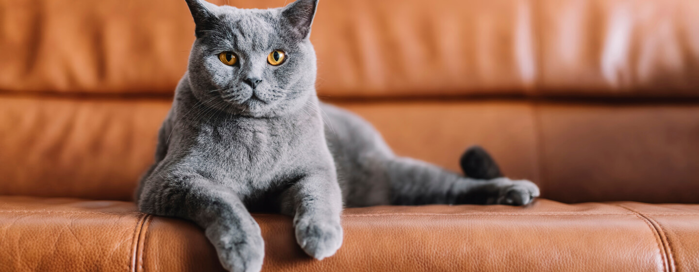 Gatto grigio seduto su un divano di pelle.