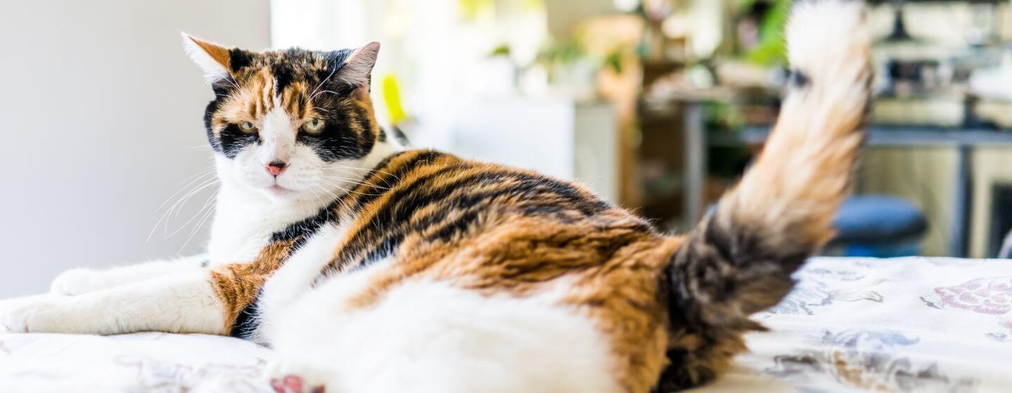 Gatto chiazzato sdraiato sul letto.