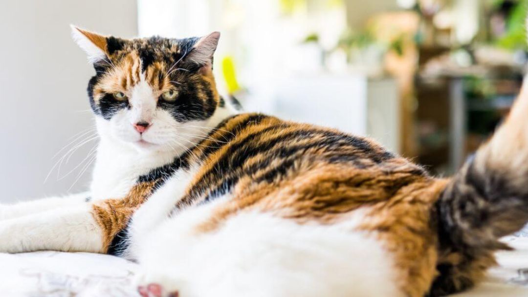 Gatto chiazzato sdraiato sul letto.