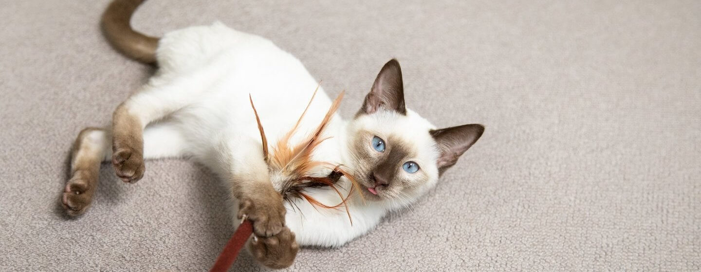 Gatto dagli occhi azzurri che gioca con la bacchetta di piume sul pavimento