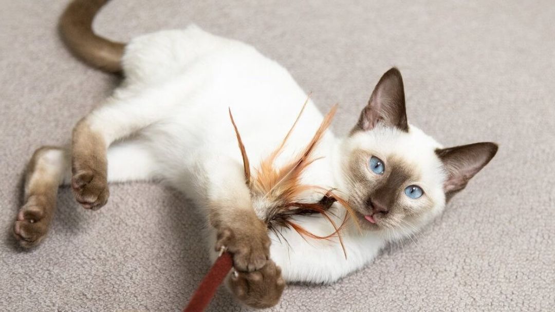 Gatto dagli occhi azzurri che gioca con la bacchetta di piume sul pavimento