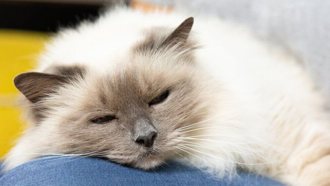 Gatto addormentato sul ginocchio del proprietario