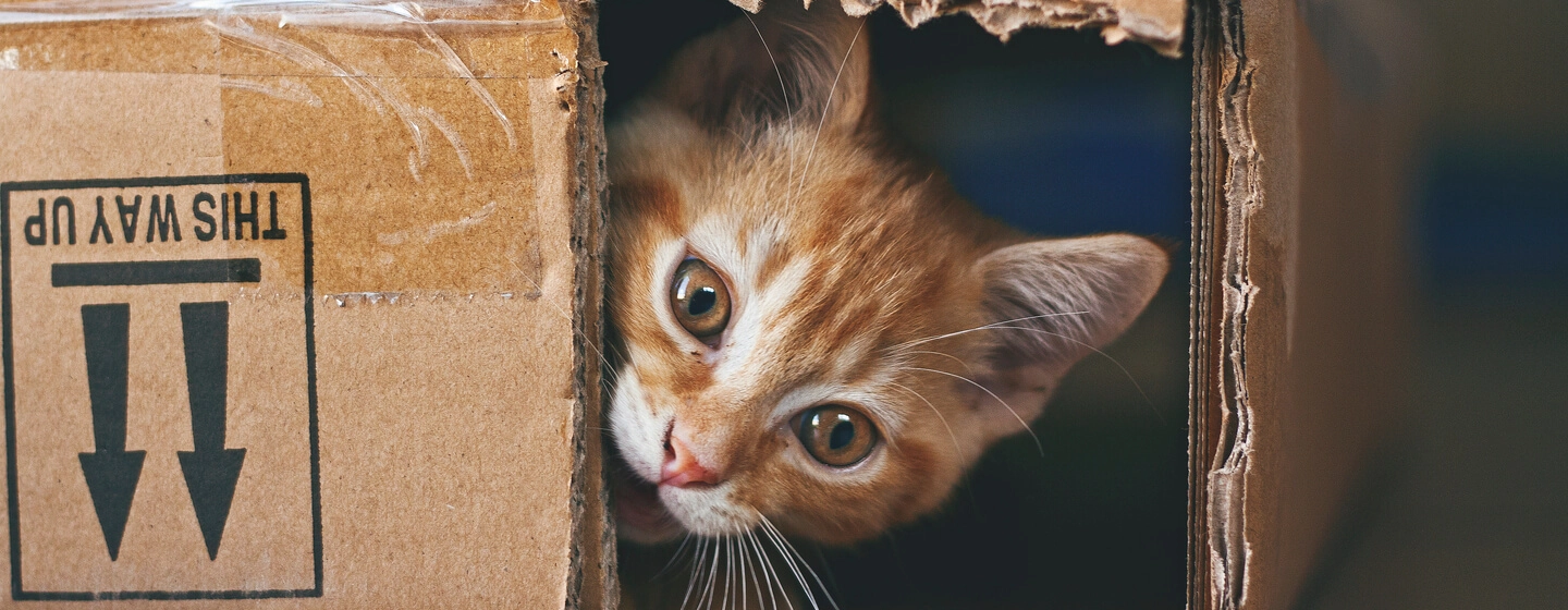 gatto zenzero nascosto in una scatola di cartone