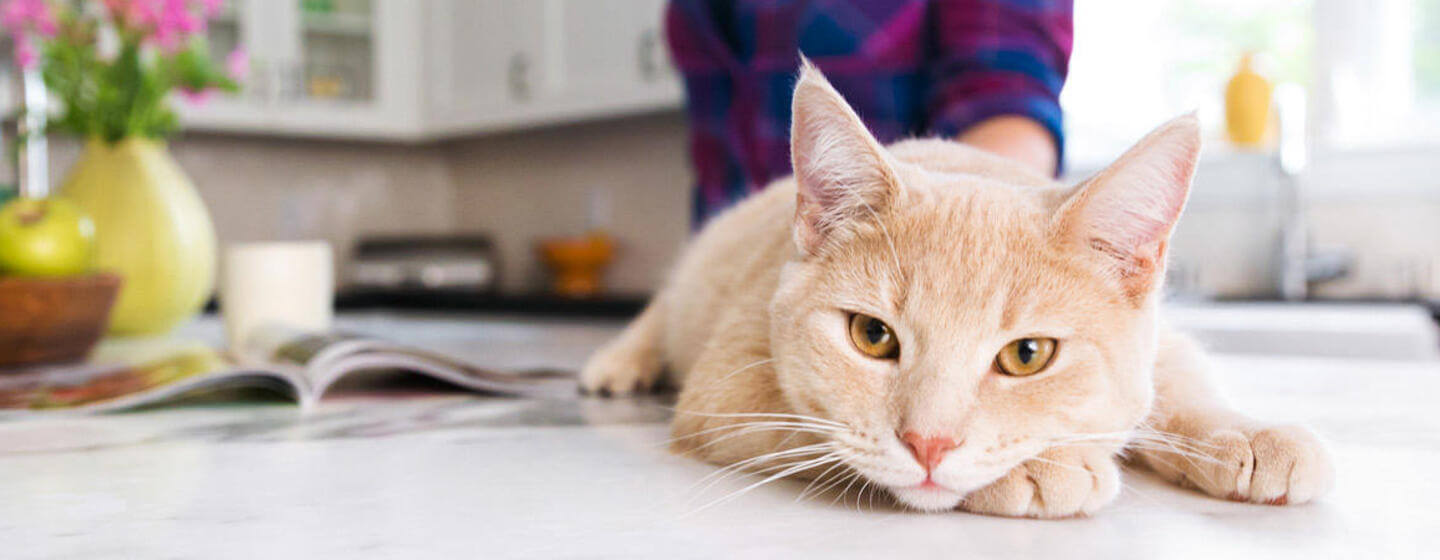 Gatto sdraiato sul tavolo della cucina