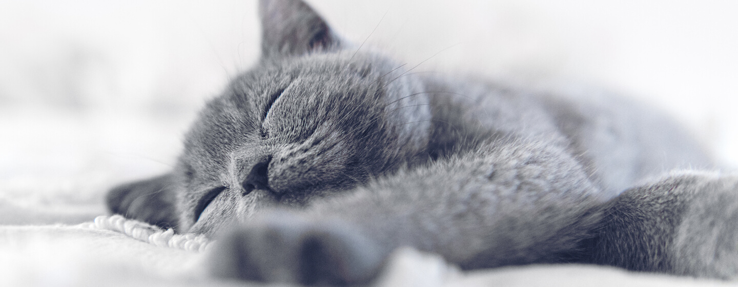 gatto blu/grigio che dorme