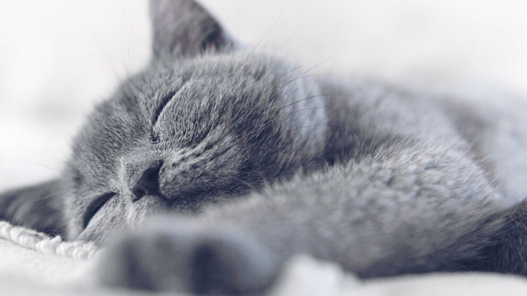 gatto blu/grigio che dorme