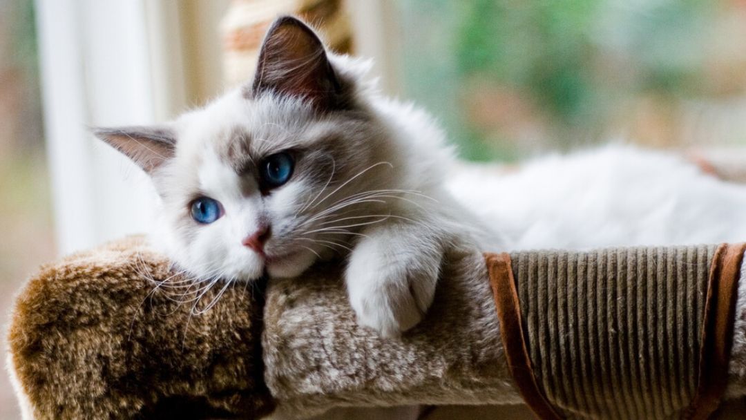 gattino soffice con gli occhi azzurri sdraiato in un letto