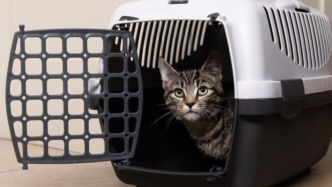 Gattino seduto in una cassa per gatti