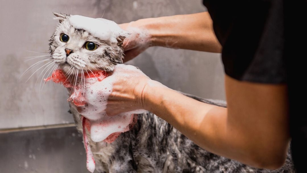 gatto grigio che viene bagnato dal proprietario