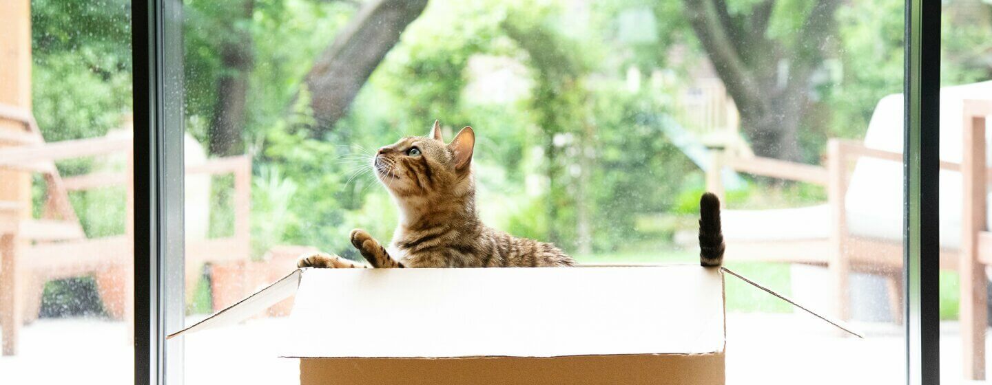 Gatto del Bengala che gioca in una scatola di cartone.