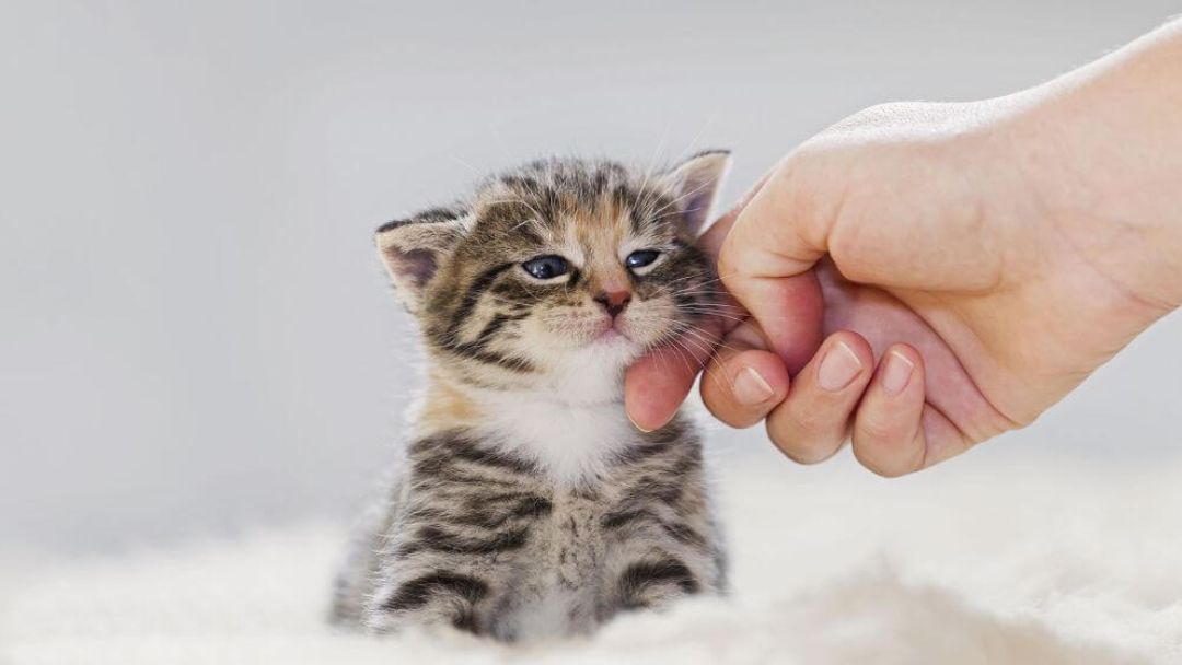 Piccolo gattino che viene accarezzato.