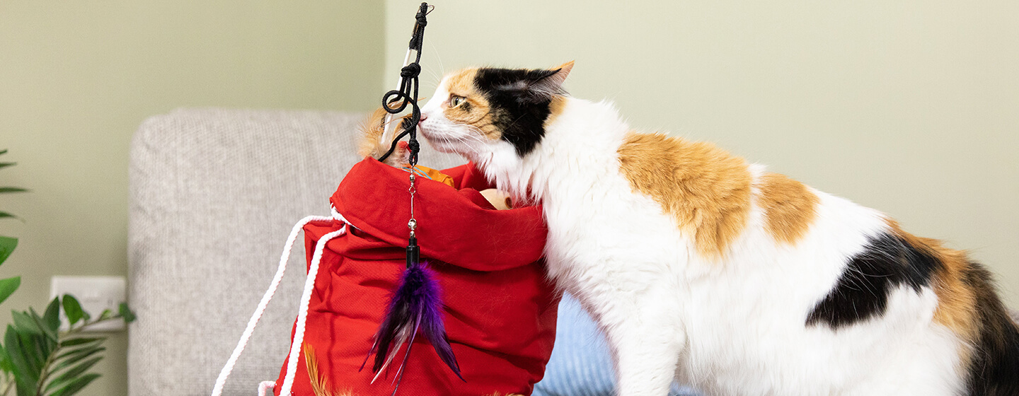 Giocattoli che annusano il gatto in borsa rossa.