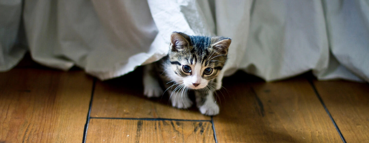 piccolo gattino che esce da sotto un letto
