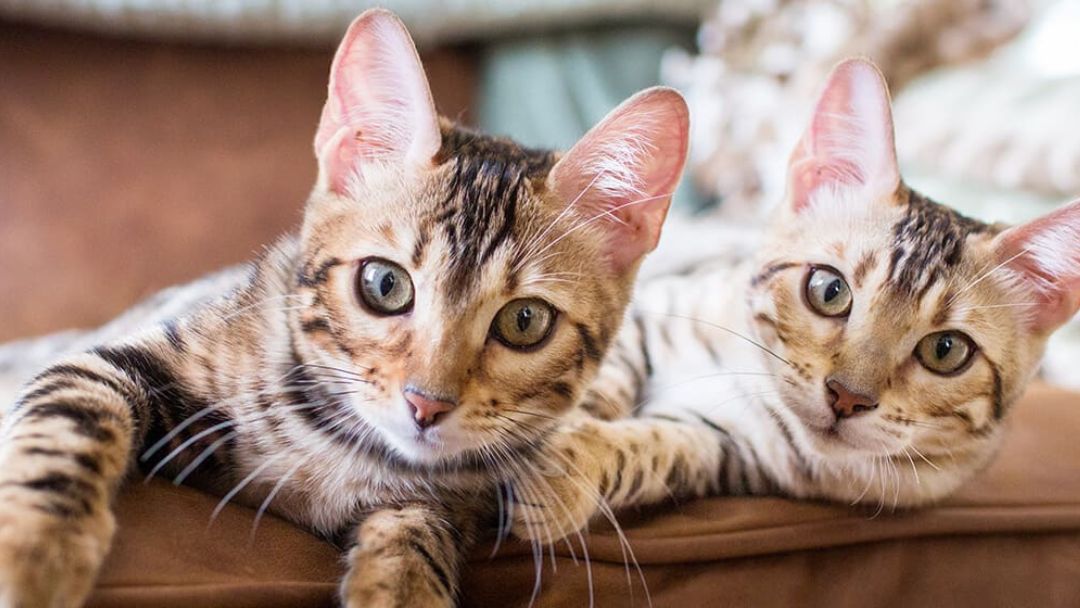 due gattini bengala sdraiati insieme